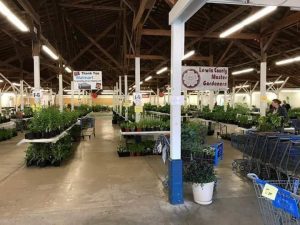 Lewis County Master Gardener’s Spring Plant Sale @ Spring Plant Sale