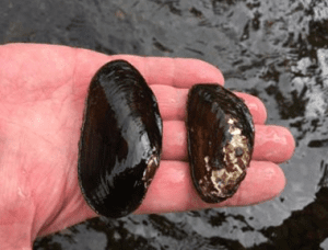 Freshwater Mussel and Lamprey Talk @ Stan Hedwall Park